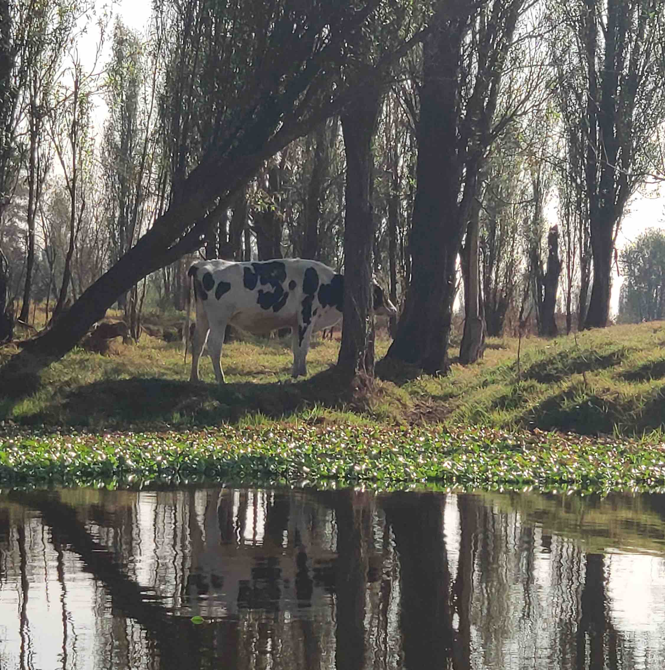 Discover the Real Xochimilco