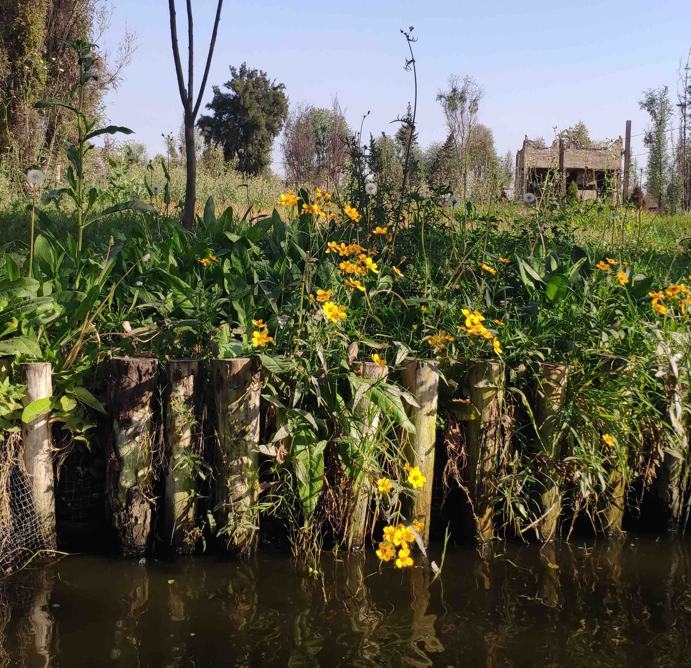 Discover the Real Xochimilco